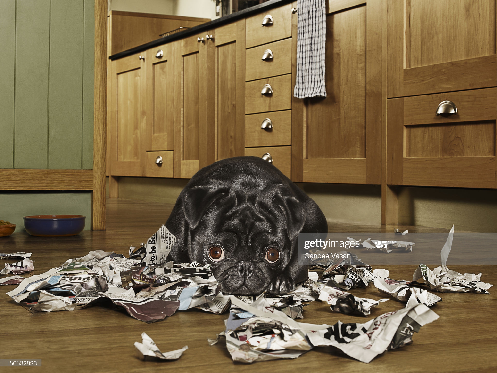 Dog (Black Pug) looking guilty after tearing up newspaper in the kitchen